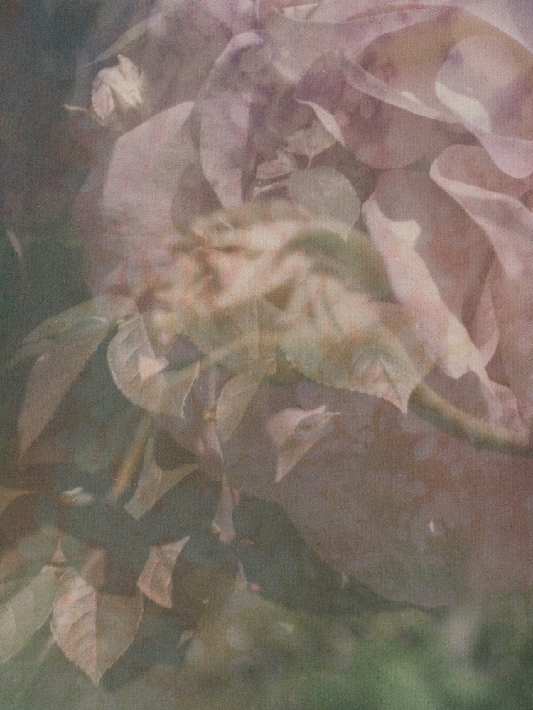 Sam Falls

Roses (Departure)

2021

Pigment on archival inkjet print on canvas

42 x 31 inches (106.7 x 78.7 cm)

SFA 427


