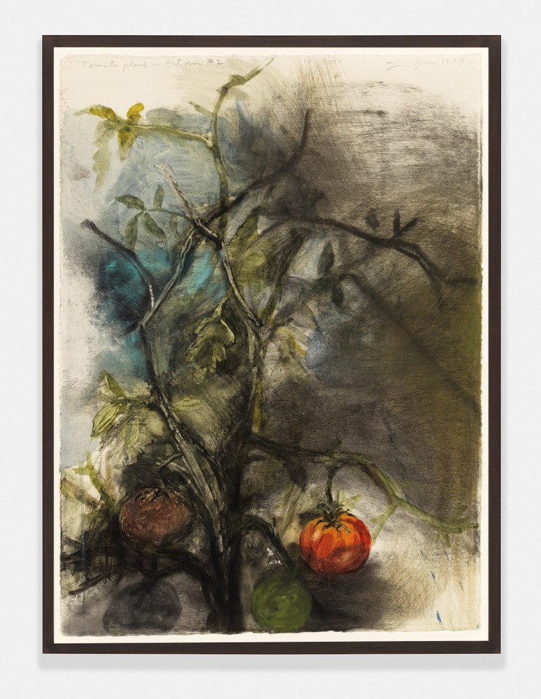 Tomato Plant in October, #2, 1993
Charcoal, pastel and watercolor on paper
30 1/2 &amp;times; 22 1/4 inches
(77.5 &amp;times; 56.5 cm)