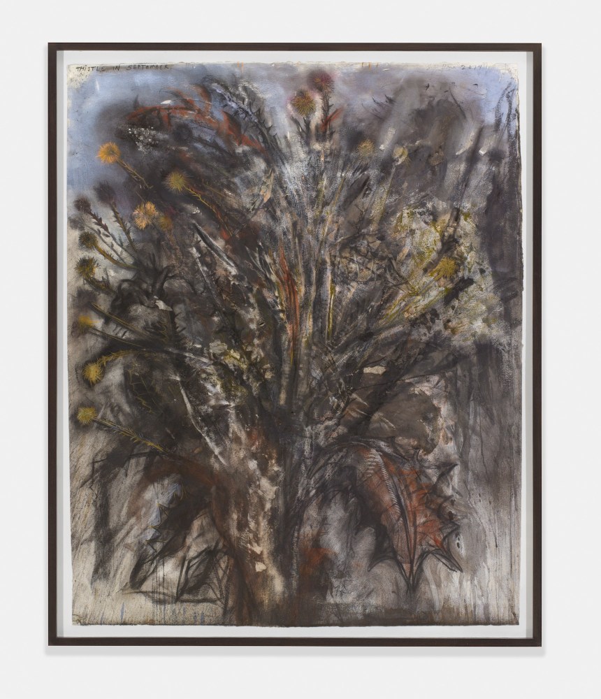 Thistle in September, 2014
Charcoal, pastel and watercolor on paper
52 &amp;times; 41 3/4 inches
(132.1 &amp;times; 106 cm)