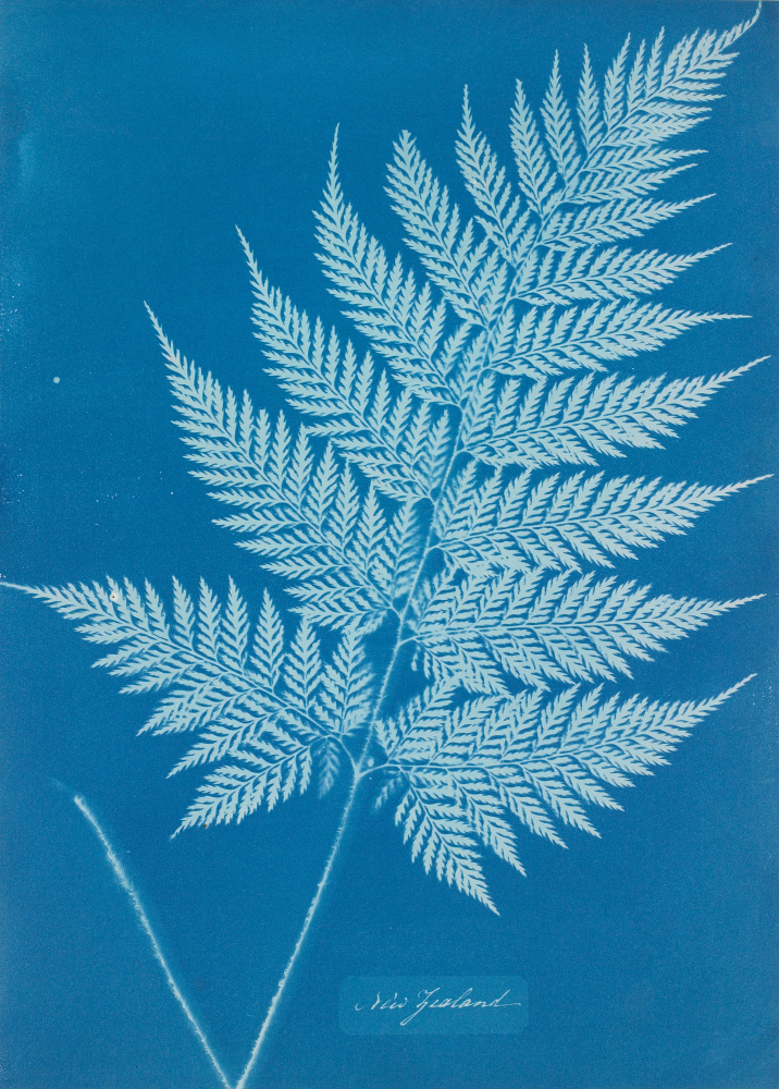 Anna Atkins,&amp;nbsp;New Zealand, c. 1853-54
Collection of the Minneapolis Institute of Art