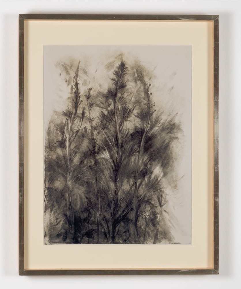 Delphinium II, 1992
Charcoal and graphite on paper
31 3/4 &amp;times; 23 1/4 inches
(80.6 &amp;times; 59.1 cm)
