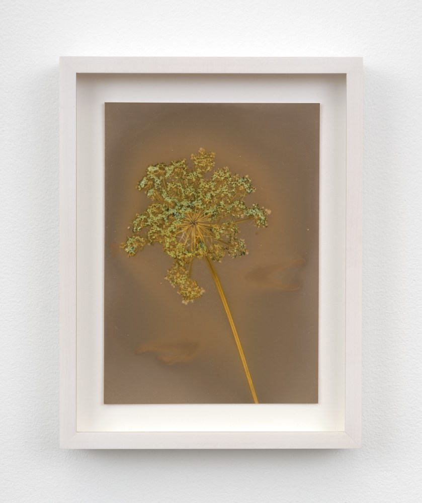 A framed lumen photograph of a green carrot bloom in olive and sepia hues.