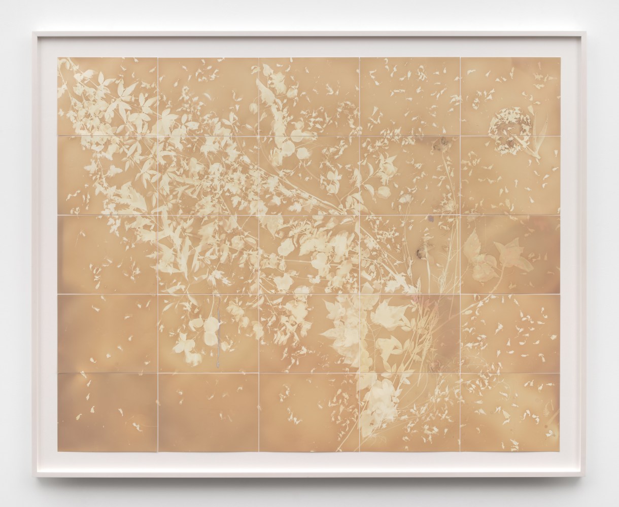 A framed grid of multiple lumen photographs with the impression of plants and petals in sepia hues.