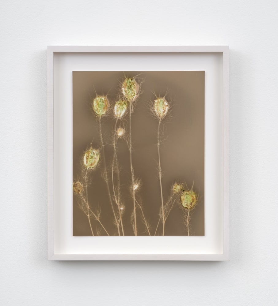 A framed lumen photograph of thistles in olive and sepia hues.