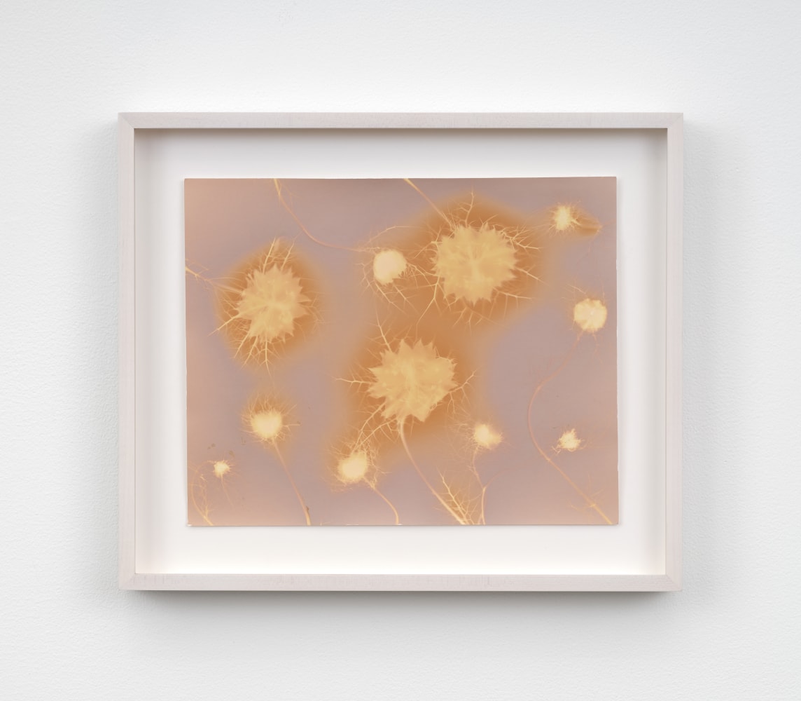 A framed lumen photograph of spiky flowers in peach and sepia hues.