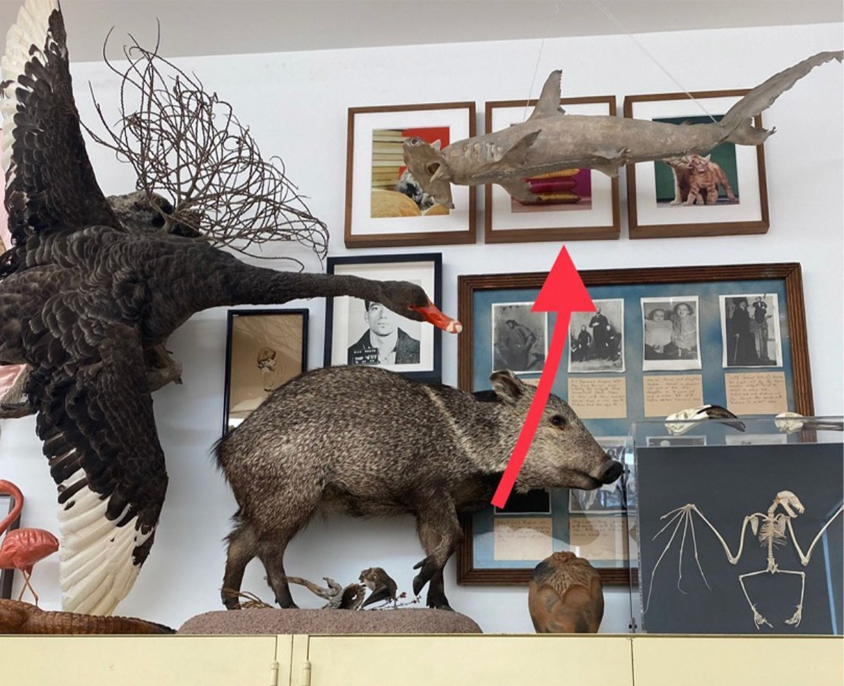 Taxidermy in the artist&amp;rsquo;s collection