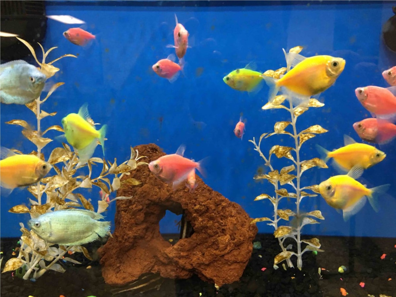 Reference material for&amp;nbsp;The GloFish Enthusiast
