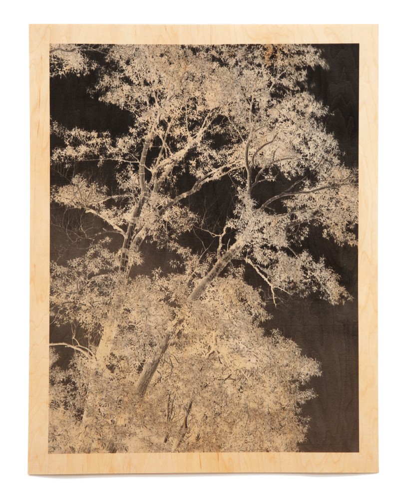 Trees VI (Wood)

Archival pigment print on wood veneer 31 x 25&amp;quot; (frame) 2010