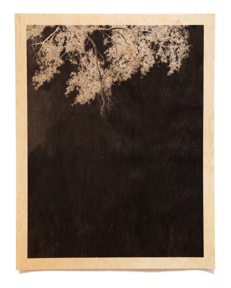 Trees VII (Wood)

Archival pigment print on wood veneer 31 x 25&amp;quot; (frame) 2010