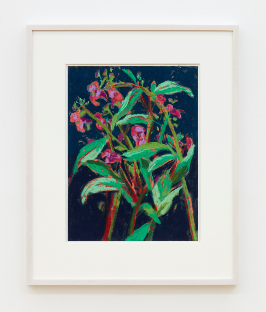 Nicole Wittenberg

Himalayan Balsam 4, 2023

Pastel on paper

15 1/2 x 11 1/2 inches (39.4 x 29.2 cm)

(NW23-06)