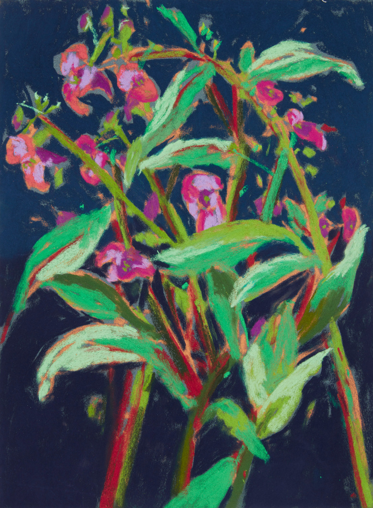 Nicole Wittenberg

Himalayan Balsam 4, 2023

Pastel on paper

15 1/2 x 11 1/2 inches (39.4 x 29.2 cm)

(NW23-06)