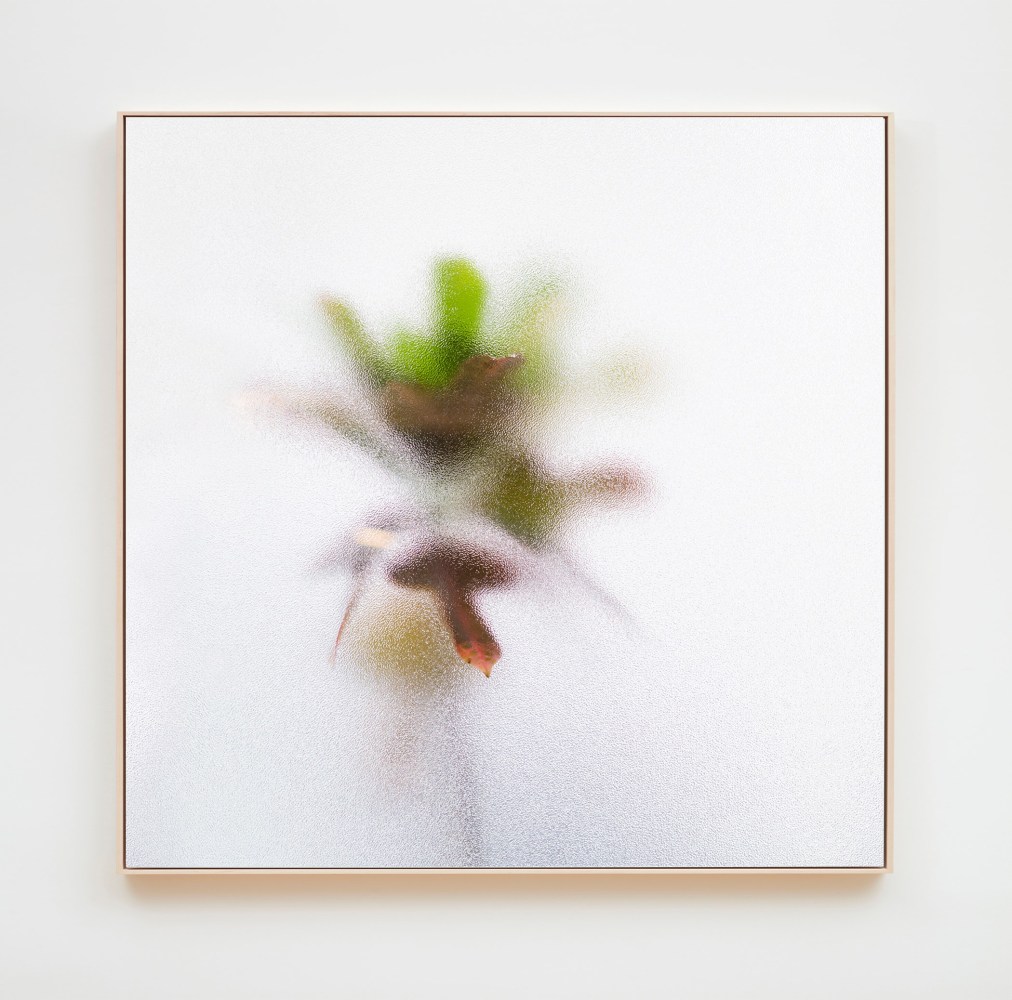 
Su-Mei Tse
Plants and Shades #1, 2017
Color photograph on Dibond, face mounted on acrylic
39 3/8 x 39 3/8 inches (100 x 100 cm)
Edition of 5