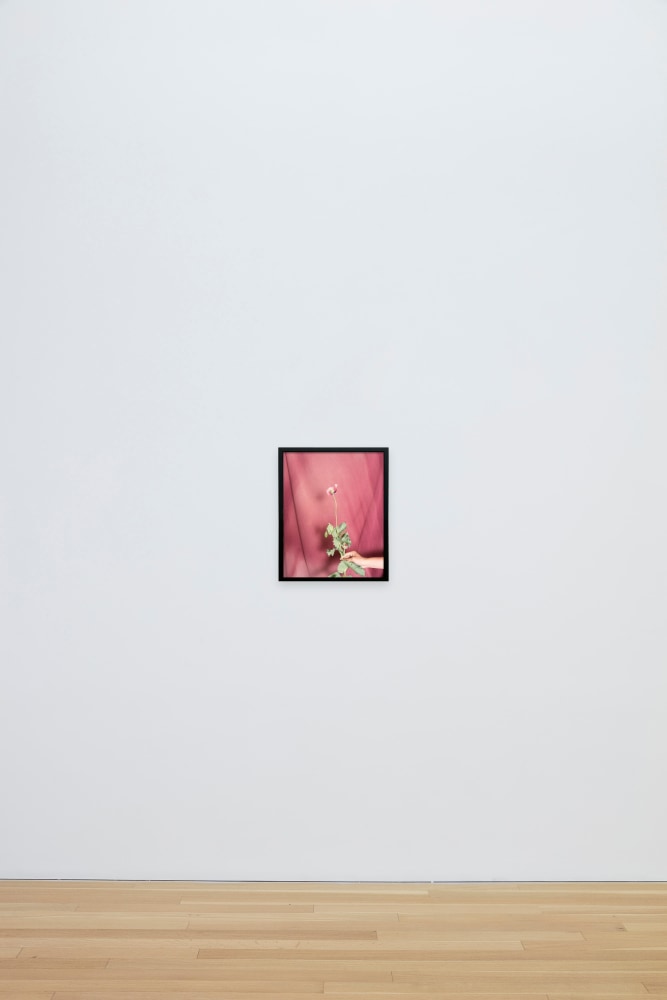 Pao Houa Her

untitled (opium flower with pink fabric), 2019

Archival pigment print mounted on Dibond, artist-select frame (ebonized walnut)

20 x 16 inches (50.8 x 40.6 cm), photograph
20 1/2 x 16 1/2 inches (52.1 x 41.9 cm), framed

Edition of 5 + 2 APs

(PHH19-02.3)