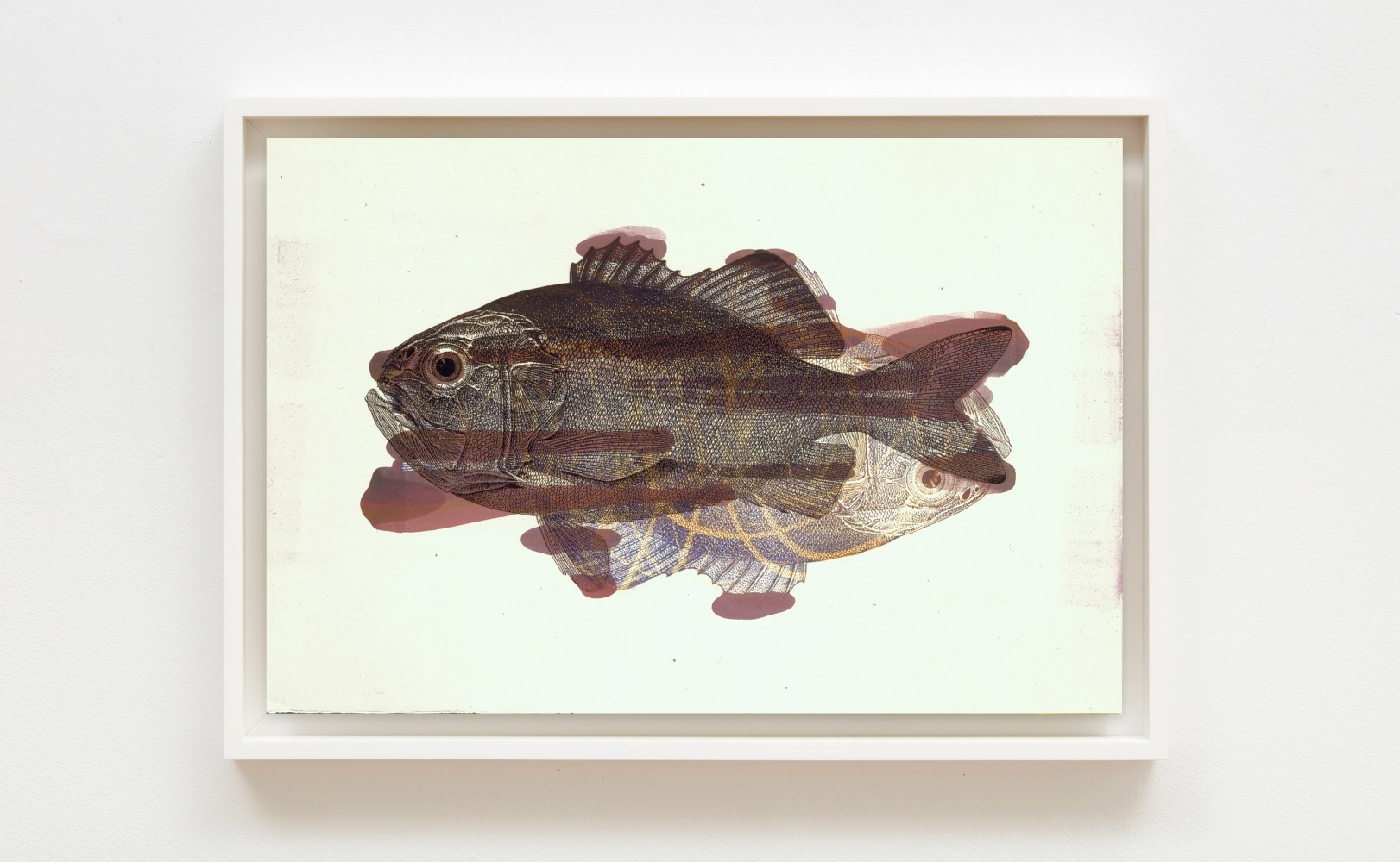 
Philip Taaffe

Smaller, Singular Fish (Trachichthys Darwini) III, 1997

Oil pigment on paper

15 x 22 inches (38.1 x 55.9 cm)