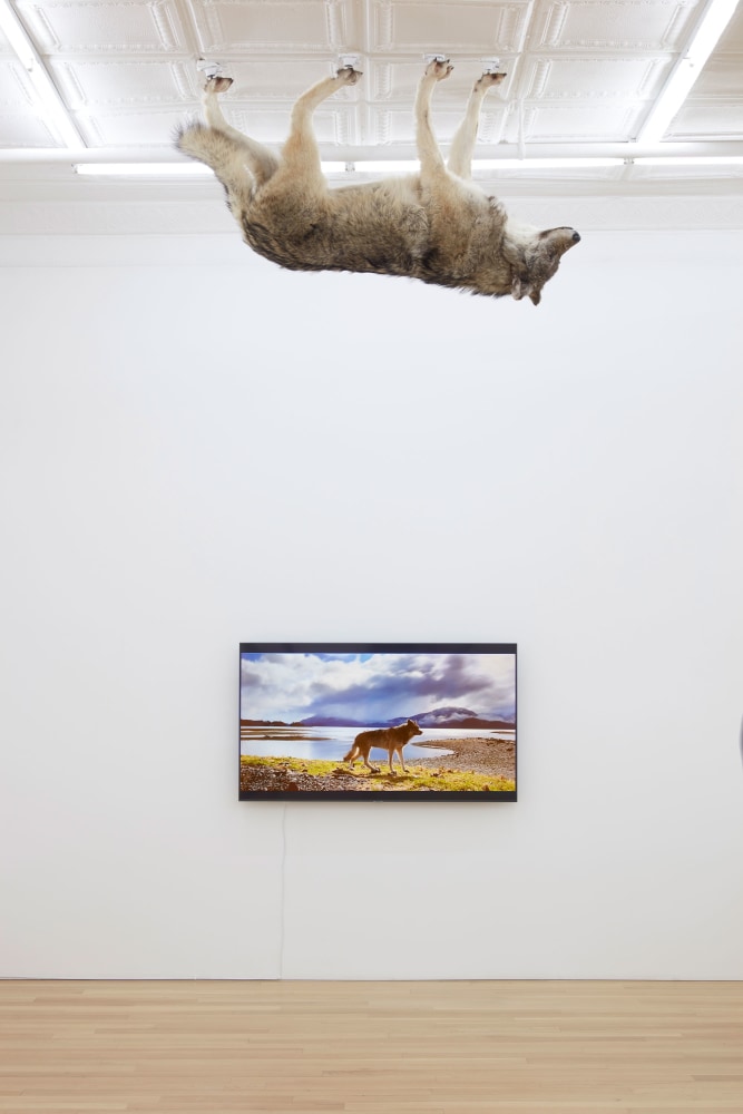 
Nicholas Galanin

Infinite Weight, 2022

taxidermied wolf with monitor and video loop

installation; dimensions variable
wolf: 34 1/2 x 59 x 13 inches (87.6 x 149.9 x 33 cm)
video: 17 seconds; loop
monitor: 30 1/2 x 53 1/4 inches (77.5 x 135.1 cm)

(NGA22-09)
