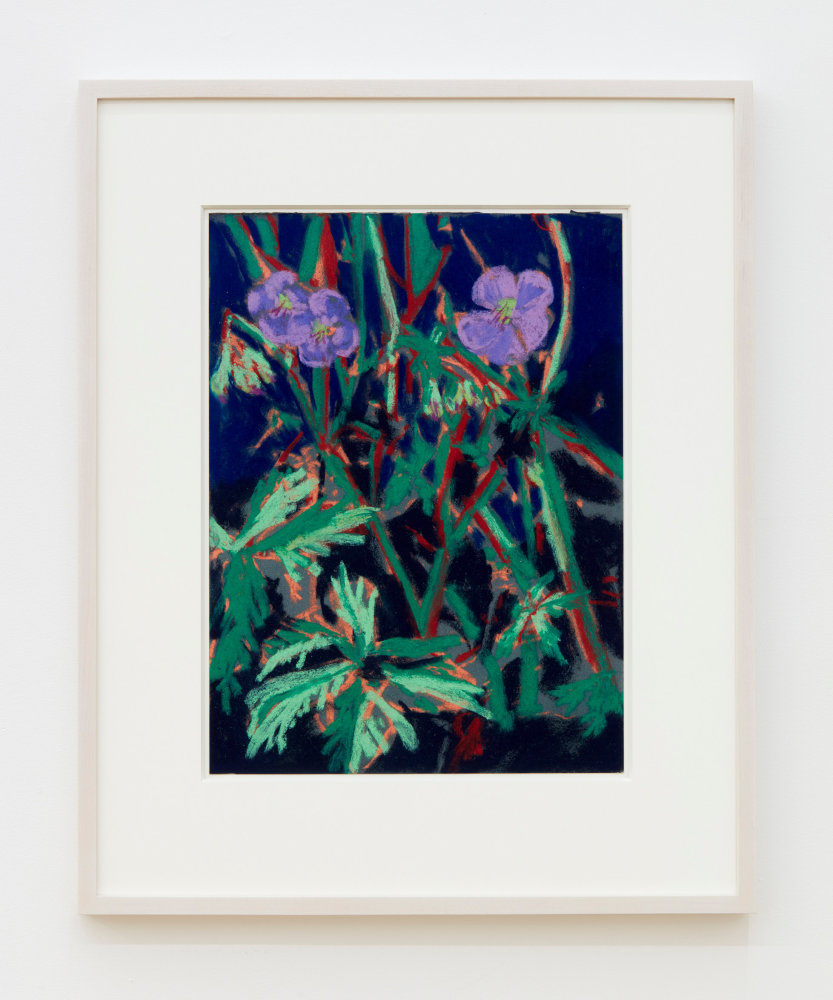 Nicole Wittenberg

Sweet William 7, 2023

Pastel on paper

15 1/2 x 11 1/2 inches (39.4 x 29.2 cm)

(NW23-05)