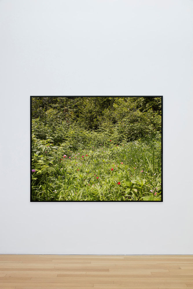 Pao Houa Her

untitled (poppy field in Minnesota), 2019

Archival pigment print mounted on Dibond, artist-select frame (ebonized walnut)

52 x 65 inches (132.1 x 165.1 cm), photograph
53 5/8 x 66 5/8 inches (136.2 x 169.2 cm), framed

Edition of 3 + 2 APs

(PHH19-01.3)