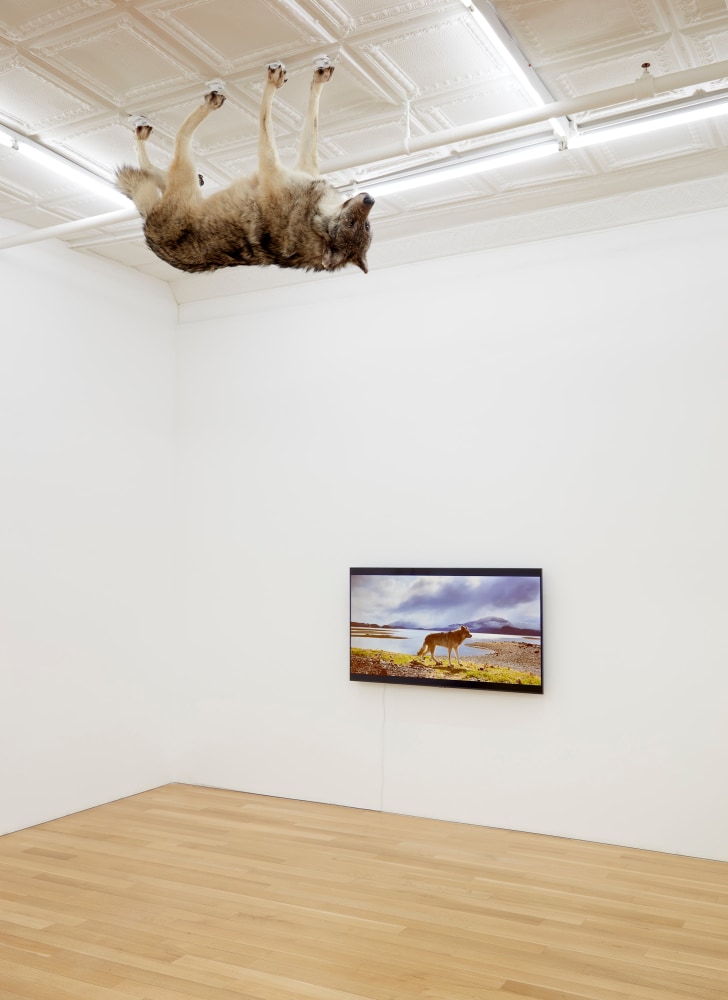 &amp;nbsp;

Nicholas Galanin

Infinite Weight, 2022

taxidermied wolf with monitor and video loop

installation; dimensions variable
wolf: 34 1/2 x 59 x 13 inches (87.6 x 149.9 x 33 cm)
video: 17 seconds; loop
monitor: 30 1/2 x 53 1/4 inches (77.5 x 135.1 cm)

(NGA22-09)