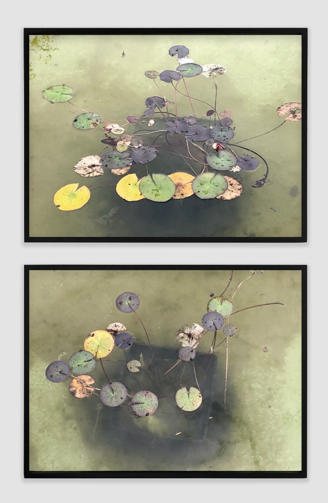 Su-Mei Tse
The Pond (Lotus), 2024&amp;nbsp;
Diptych; fine art prints, wooden frame with museum glass
14 3/4 x 19 3/4 inches (37.5 x 50 cm), each; unframed,15 3/4 x 20 1/2 inches (40 x 52 cm), each; framed &amp;nbsp;
Edition of 5&amp;nbsp;
(SMT24-01.2)&amp;nbsp;