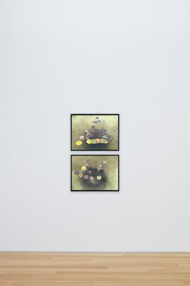 Su-Mei Tse
The Pond (Lotus), 2024&amp;nbsp;
Diptych; fine art prints, wooden frame with museum glass
14 3/4 x 19 3/4 inches (37.5 x 50 cm), each; unframed, 15 3/4 x 20 1/2 inches (40 x 52 cm), each; framed &amp;nbsp;
Edition of 5&amp;nbsp;
(SMT24-01.2)&amp;nbsp;