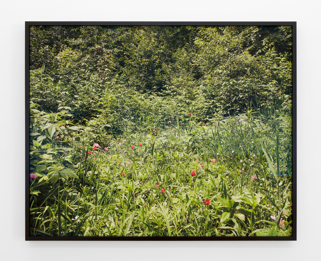 Pao Houa Her

untitled (poppy field in Minnesota), 2019

Archival pigment print mounted on Dibond, artist-select frame (ebonized walnut)

52 x 65 inches (132.1 x 165.1 cm), photograph
53 5/8 x 66 5/8 inches (136.2 x 169.2 cm), framed

Edition of 3 + 2 APs

(PHH19-01.3)