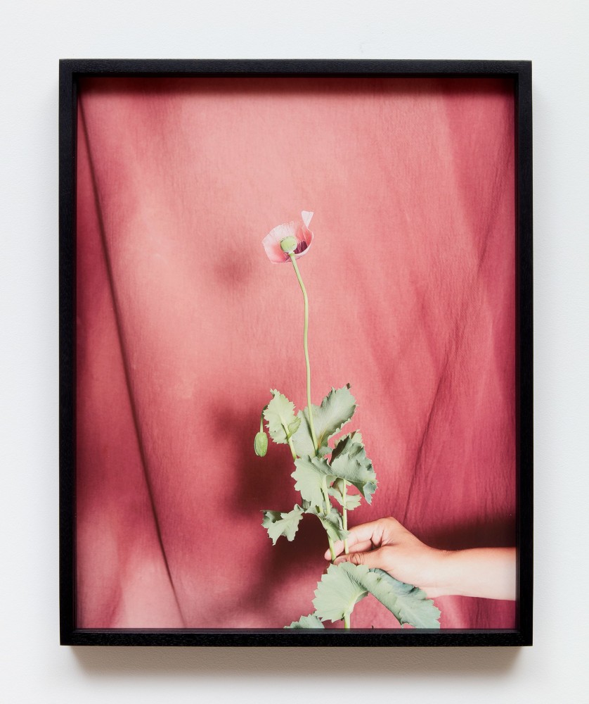 Pao Houa Her

untitled (opium flower with pink fabric), 2019

Archival pigment print mounted on Dibond, artist-select frame (ebonized walnut)

20 x 16 inches (50.8 x 40.6 cm), photograph
20 1/2 x 16 1/2 inches (52.1 x 41.9 cm), framed

Edition of 5 + 2 APs

(PHH19-02.3)