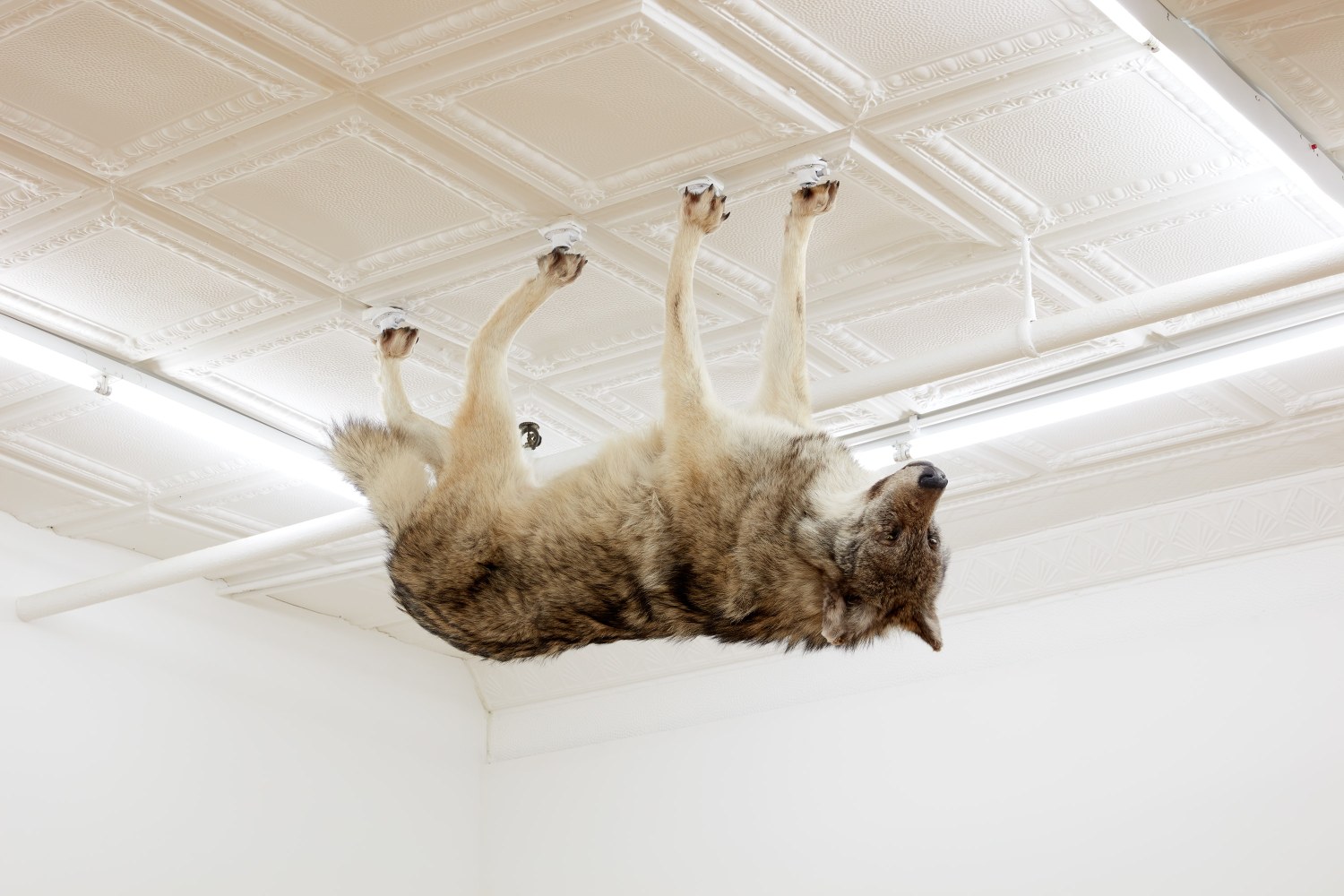 &amp;nbsp;

Nicholas Galanin

Infinite Weight, 2022

taxidermied wolf with monitor and video loop

installation; dimensions variable
wolf: 34 1/2 x 59 x 13 inches (87.6 x 149.9 x 33 cm)
video: 17 seconds; loop
monitor: 30 1/2 x 53 1/4 inches (77.5 x 135.1 cm)

(NGA22-09)
