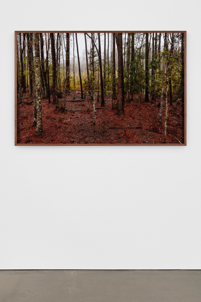 Catherine Opie
Untitled #5 (Swamps)
2019
Pigment print
Artwork Dimensions:&amp;nbsp;40 x 60 inches (101.6 x 152.4 cm)
Framed Dimensions:&amp;nbsp;41 x 61 x 2 inches (104.1 x 154.9 x 5.1 cm)
Edition&amp;nbsp;of 5, 2 AP