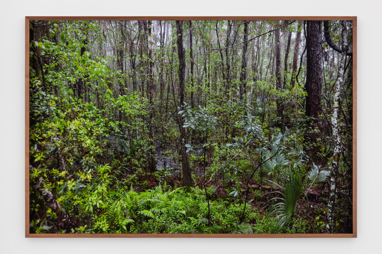 Catherine Opie - Swamps