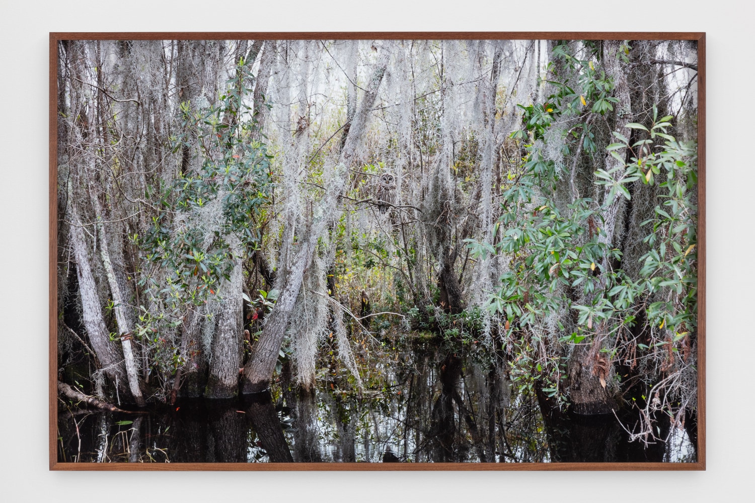 Catherine Opie - Swamps