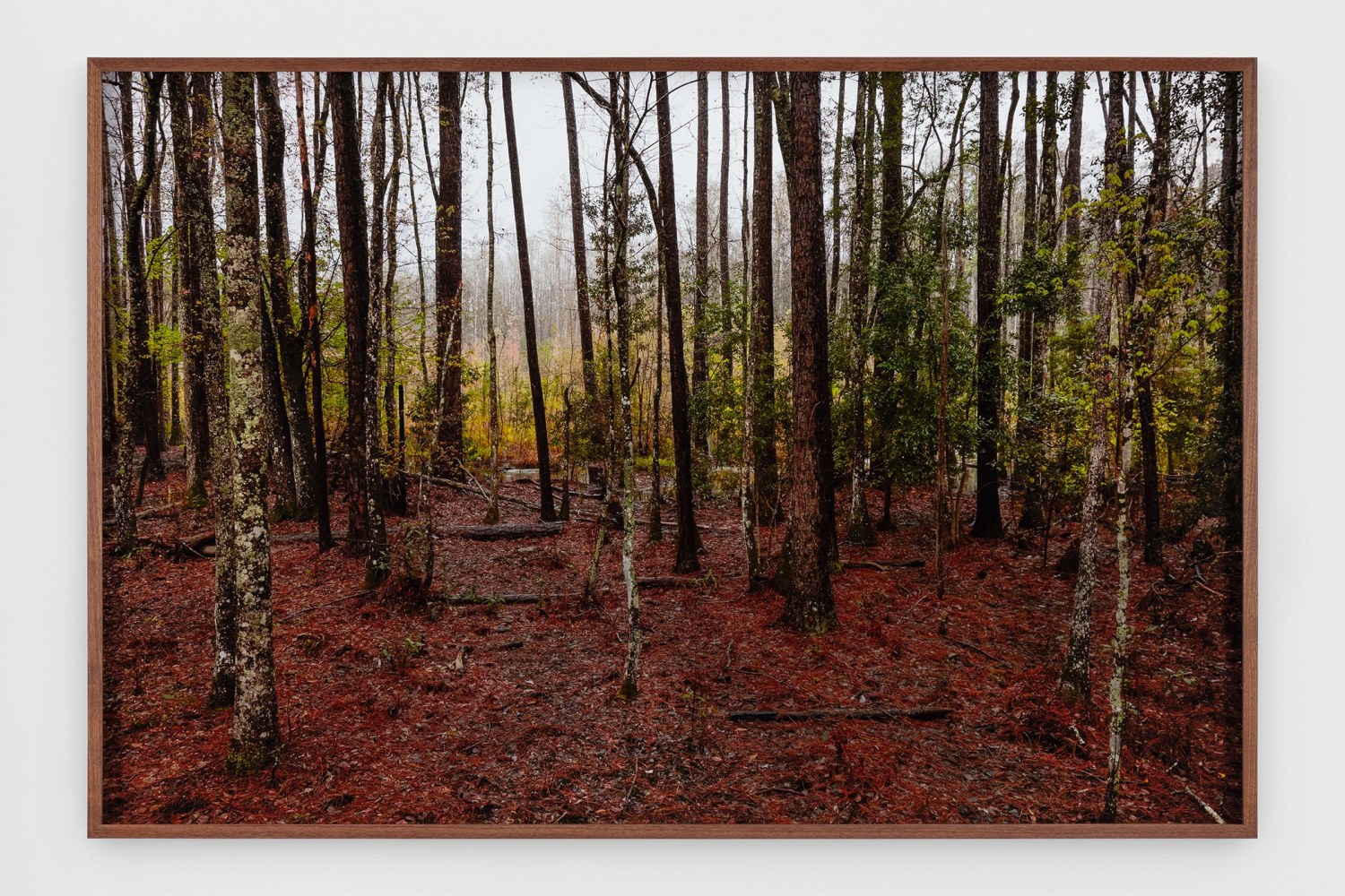 Catherine Opie
Untitled #5 (Swamps)
2019
Pigment print
Artwork Dimensions:&amp;nbsp;40 x 60 inches (101.6 x 152.4 cm)
Framed Dimensions:&amp;nbsp;41 x 61 x 2 inches (104.1 x 154.9 x 5.1 cm)
Edition&amp;nbsp;of 5, 2 AP
$50,000

DOUBLE CLICK IMAGE FOR MORE VIEWS