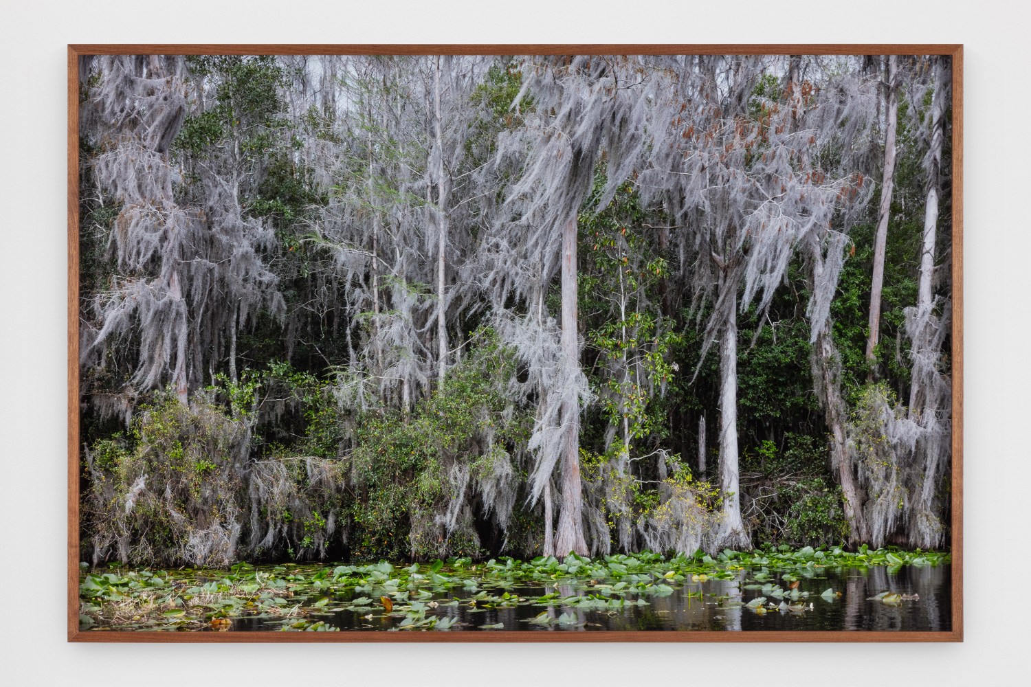Catherine Opie - Swamps