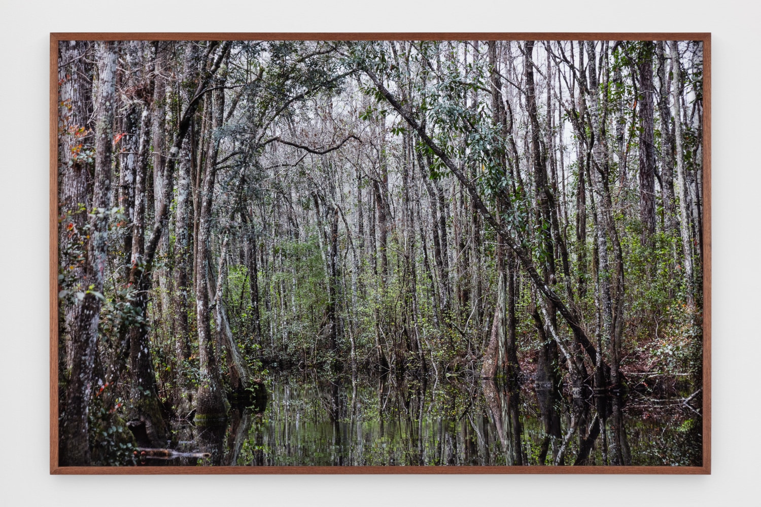 Catherine Opie - Swamps