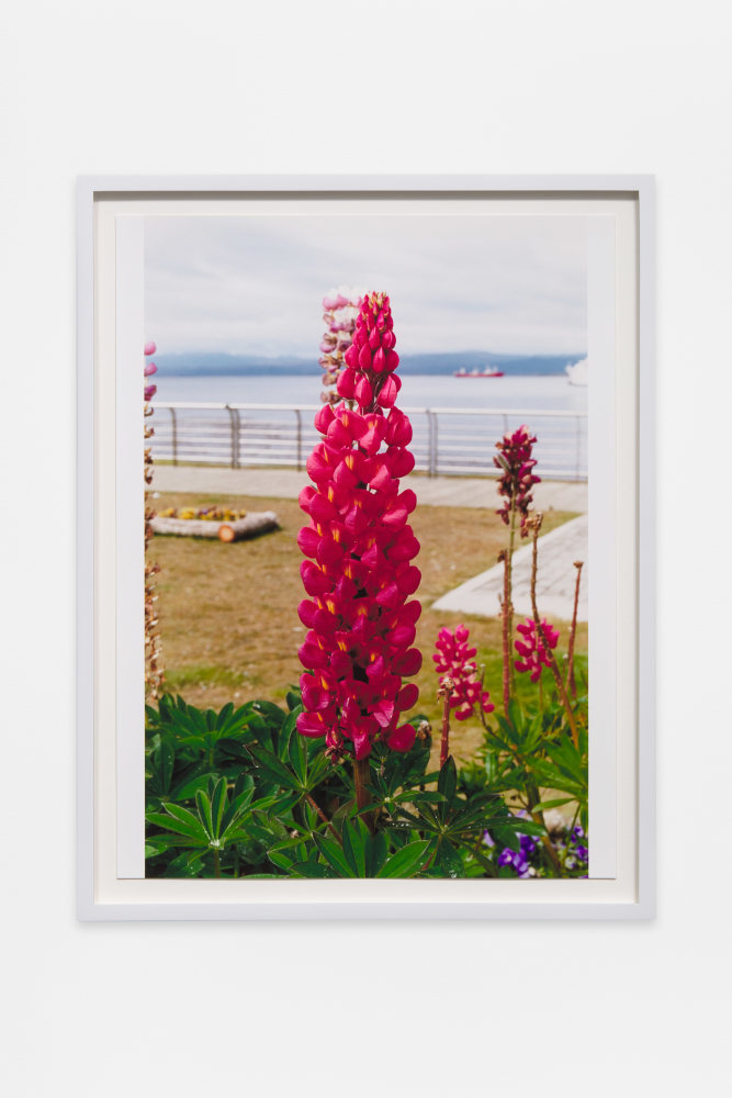 Wolfgang Tillmans
Ushuaia Lupine (b)
2010
Inkjet print on paper
17 7/8 x 13 7/8 x 3/4 inches (44 x 34 x 2 cm)
