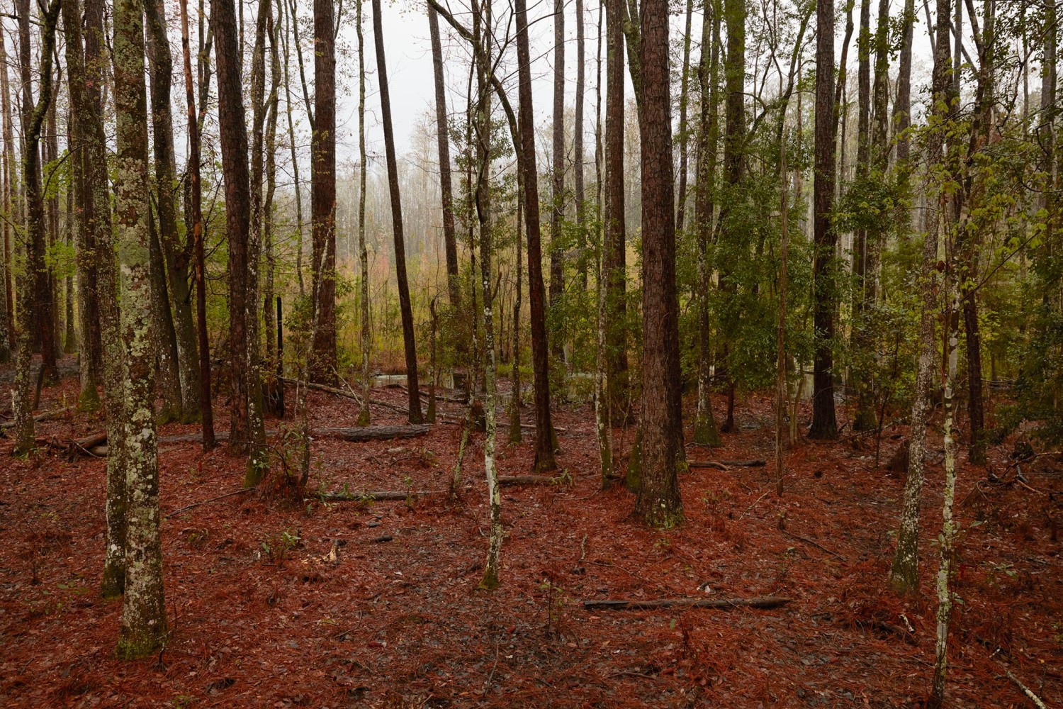 Catherine Opie
Untitled #5 (Swamps)
2019
Pigment print
Artwork Dimensions:&amp;nbsp;40 x 60 inches (101.6 x 152.4 cm)
Framed Dimensions:&amp;nbsp;41 x 61 x 2 inches (104.1 x 154.9 x 5.1 cm)
Edition&amp;nbsp;of 5, 2 AP