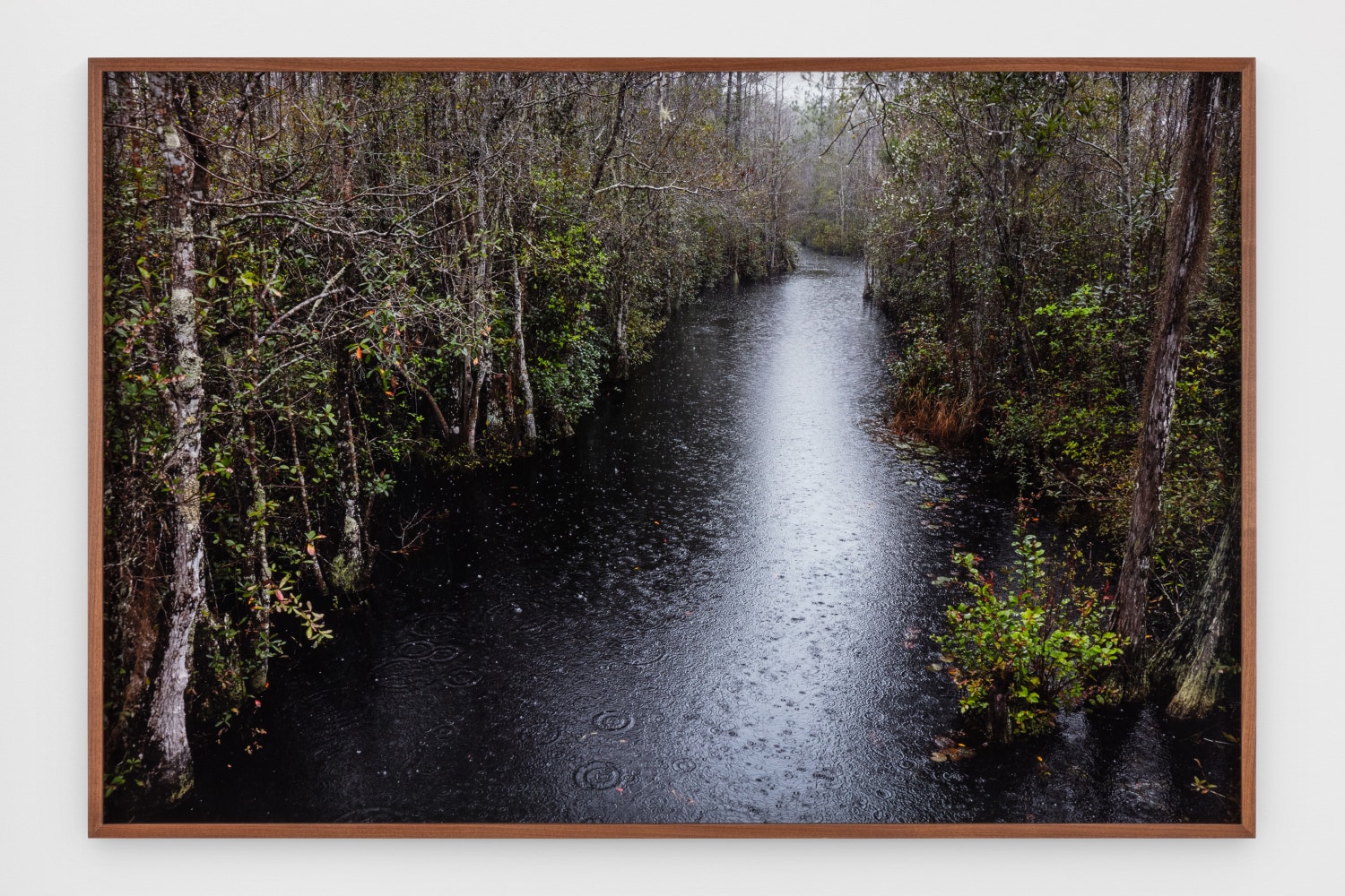 Catherine Opie - Swamps
