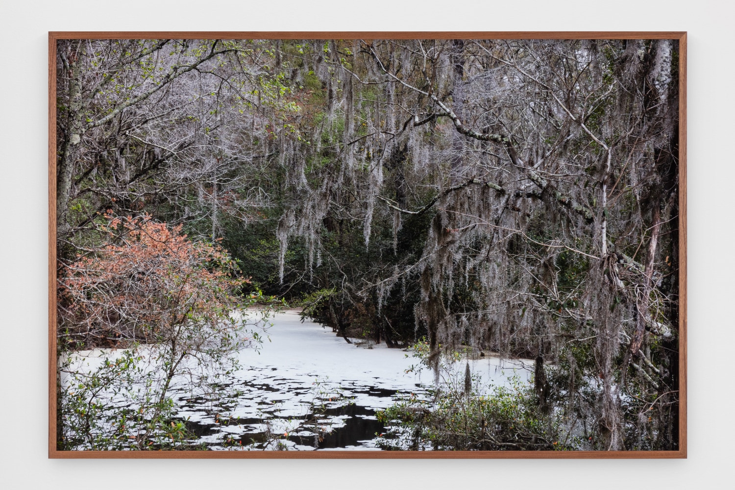 Catherine Opie - Swamps
