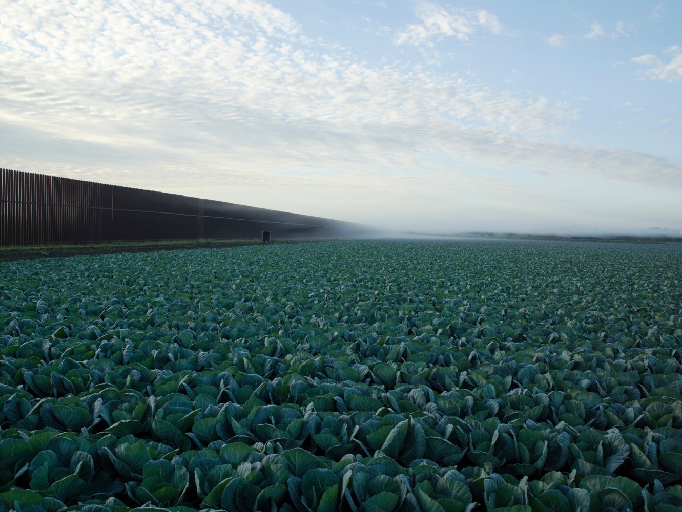 Cabbage Crop Near Brownsville, Texas, 2015