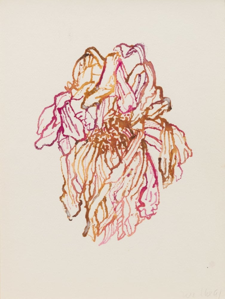 A watercolor of a flower painted by artist Hannah Wilke in 1991