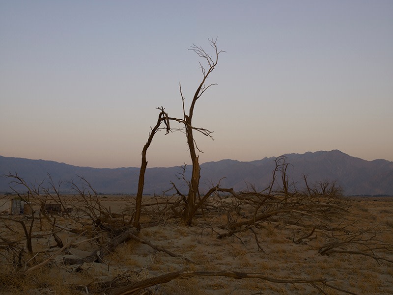 Dead Trees, Anza Borrego Desert, California, 2008