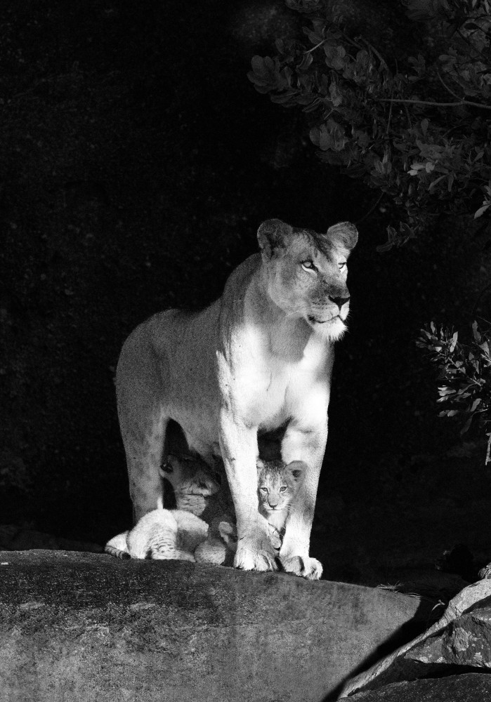 Lioness with Cubs

2015. Serengeti, Tanzania

36 x 48 inches