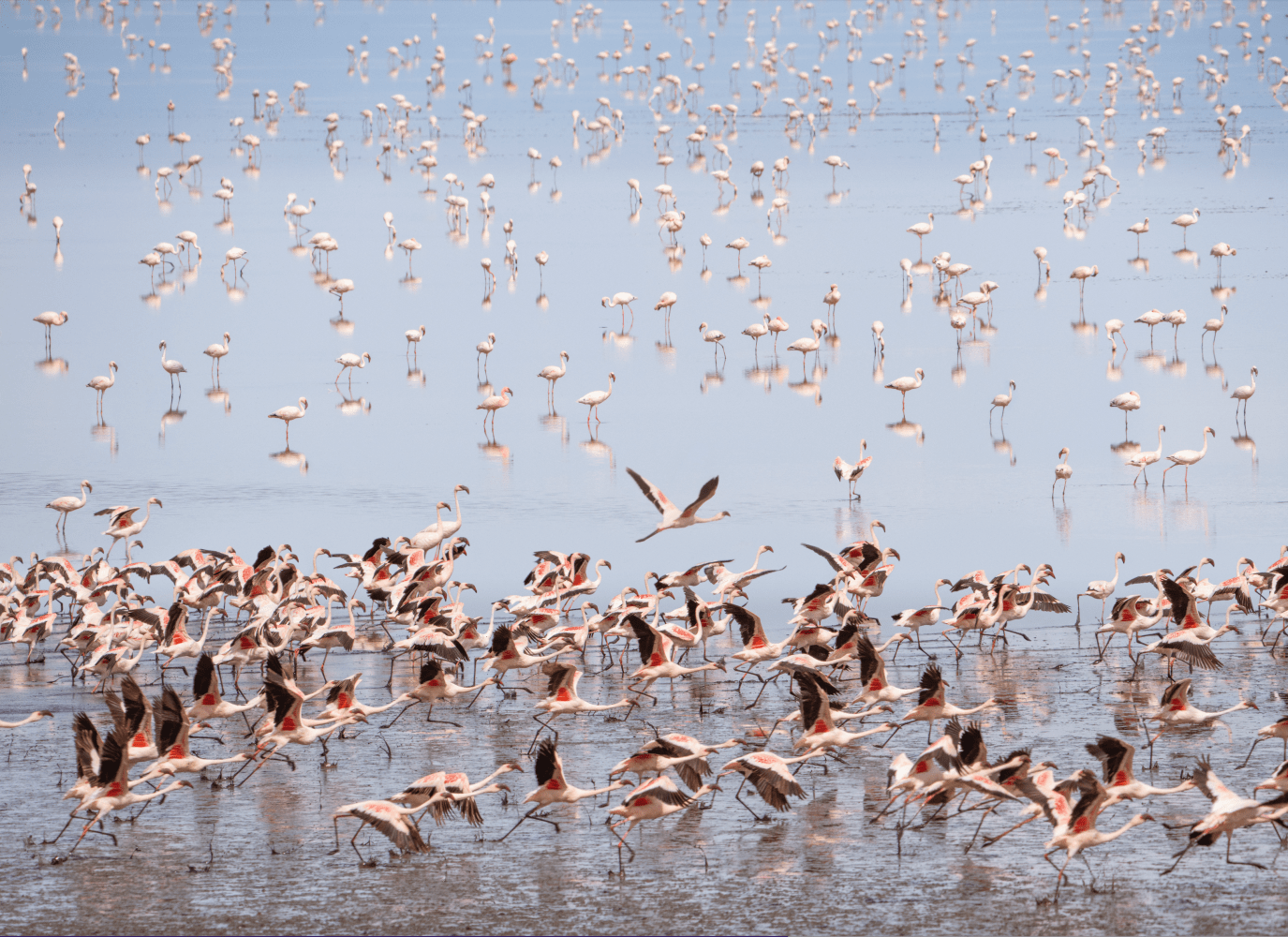 FLAMINGOS IV&amp;nbsp;(60X43.5 in.)