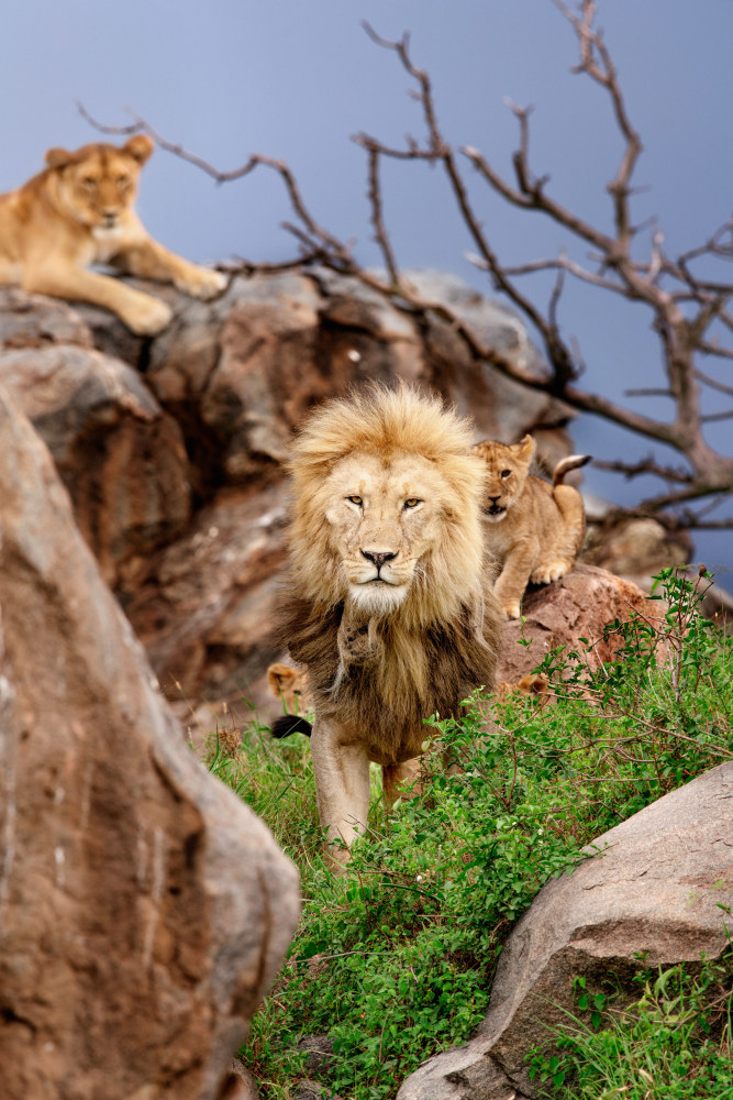 A Kopje in Naabi

2019. Serengeti, Tanzania

72 x 48 inches