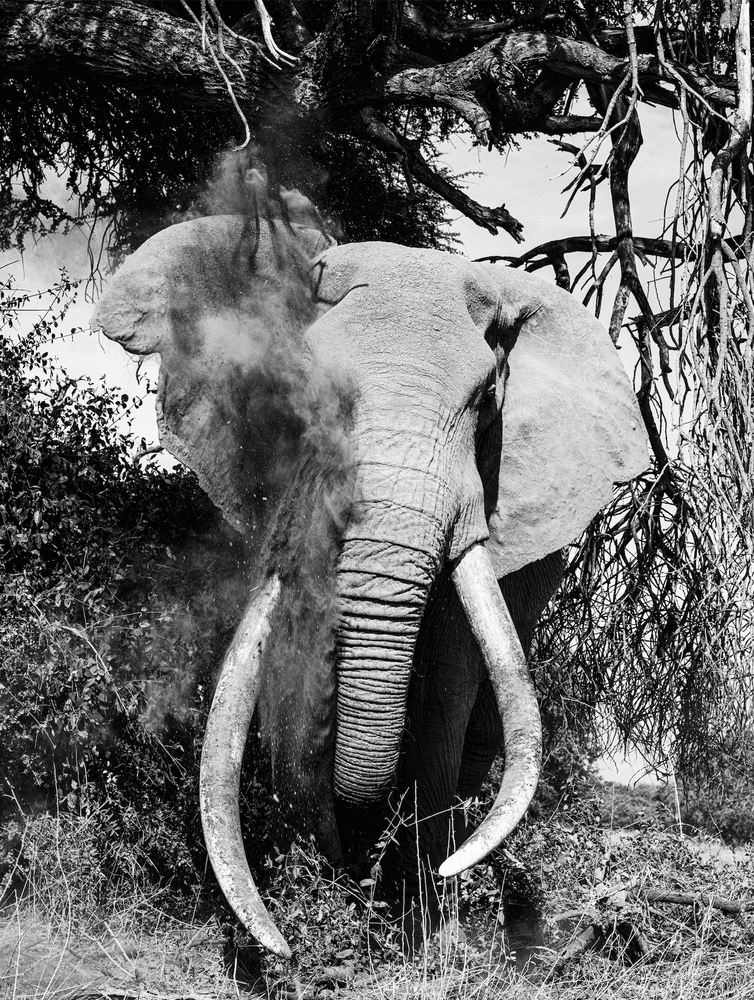 Craig, Dusting

2023. Amboseli, Kenya.

45 x 60 inches