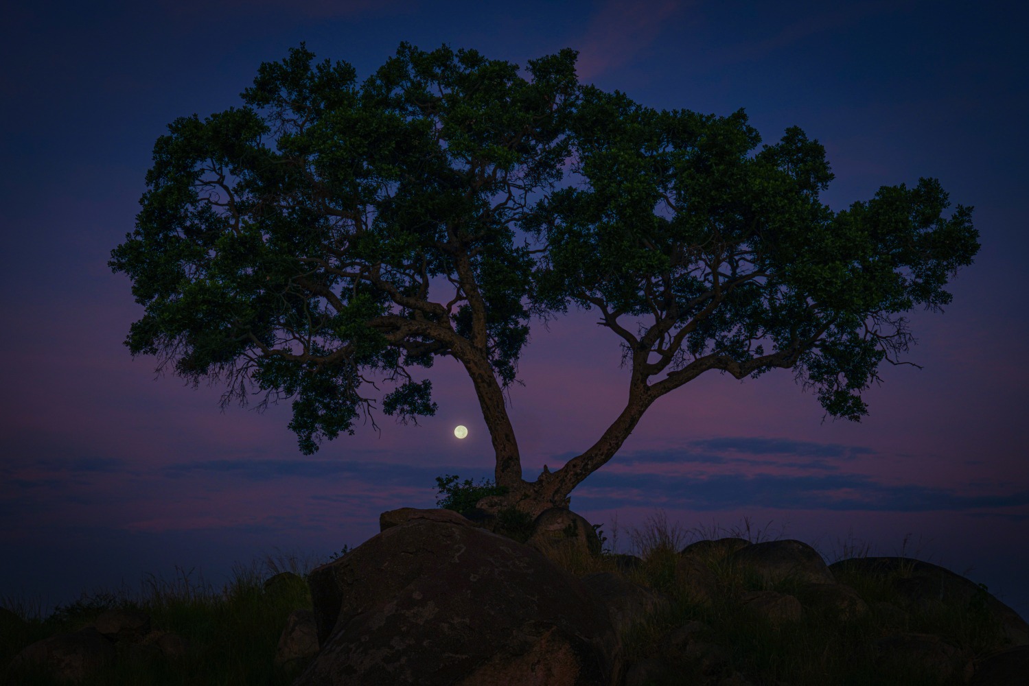 &amp;quot;Moon Tree&amp;quot;

2019. Mara River, Tanzania

60 x 40 inches