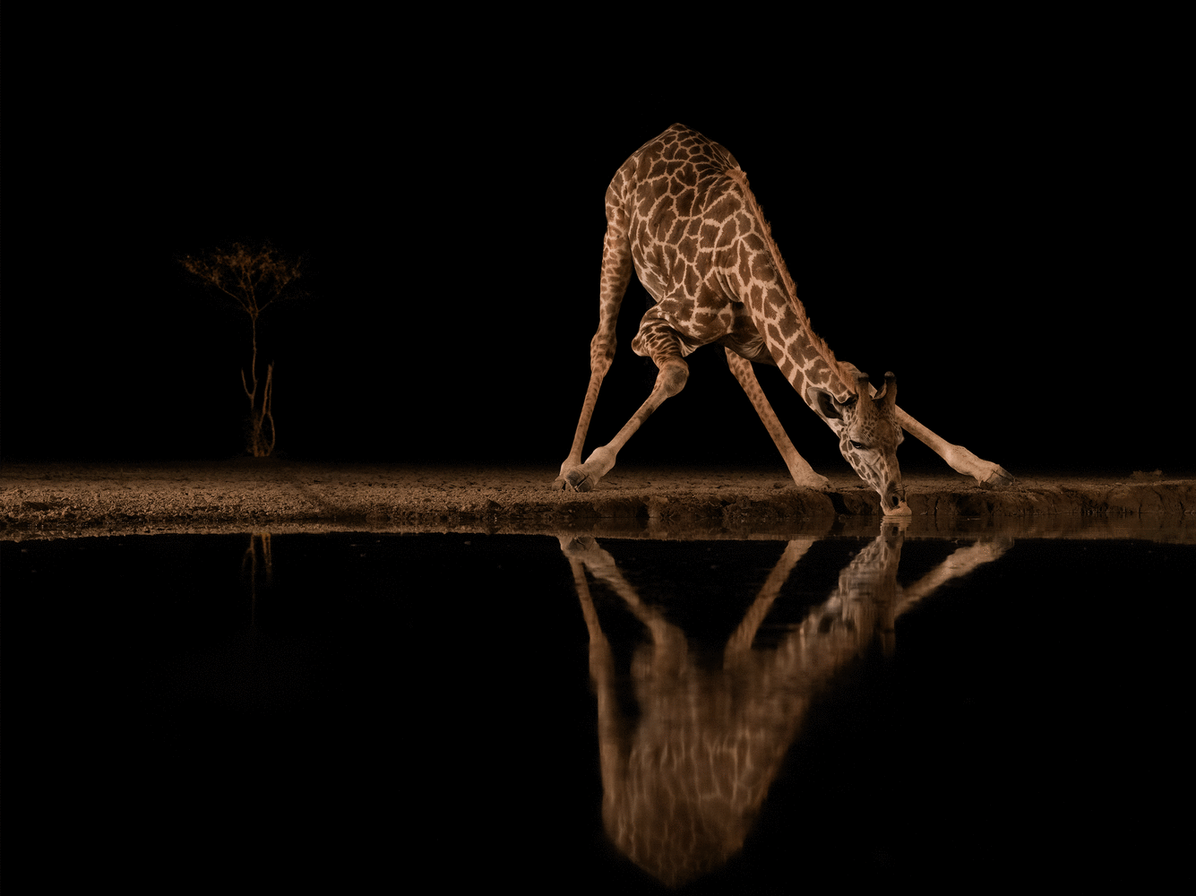 How a Giraffe Drinks

2023. Shompole, Kenya

50 x 42 inches