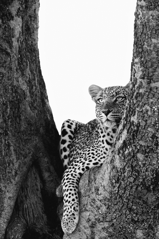 Leopardess in Tree

2019. Serengeti, Tanzania

40 x 60 inches