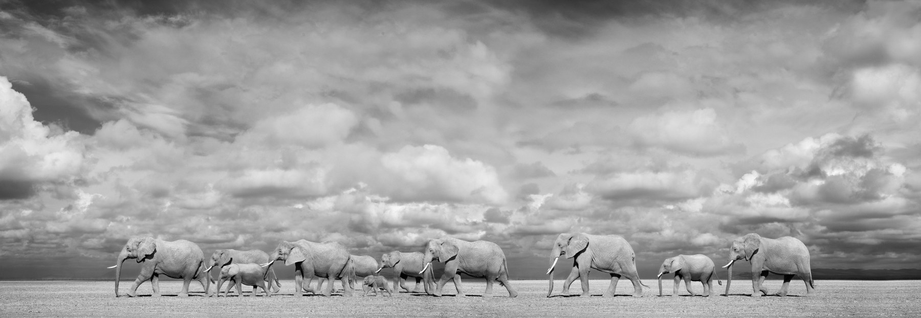 Amboseli March

2023. Amboseli, Kenya.

84 x 40 inches