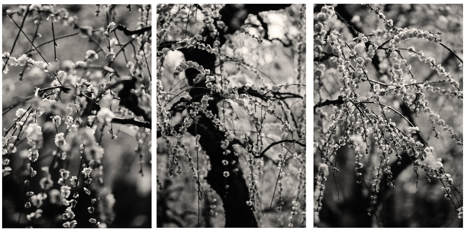 T4&amp;nbsp;(2016) 1/12 110X48 IN