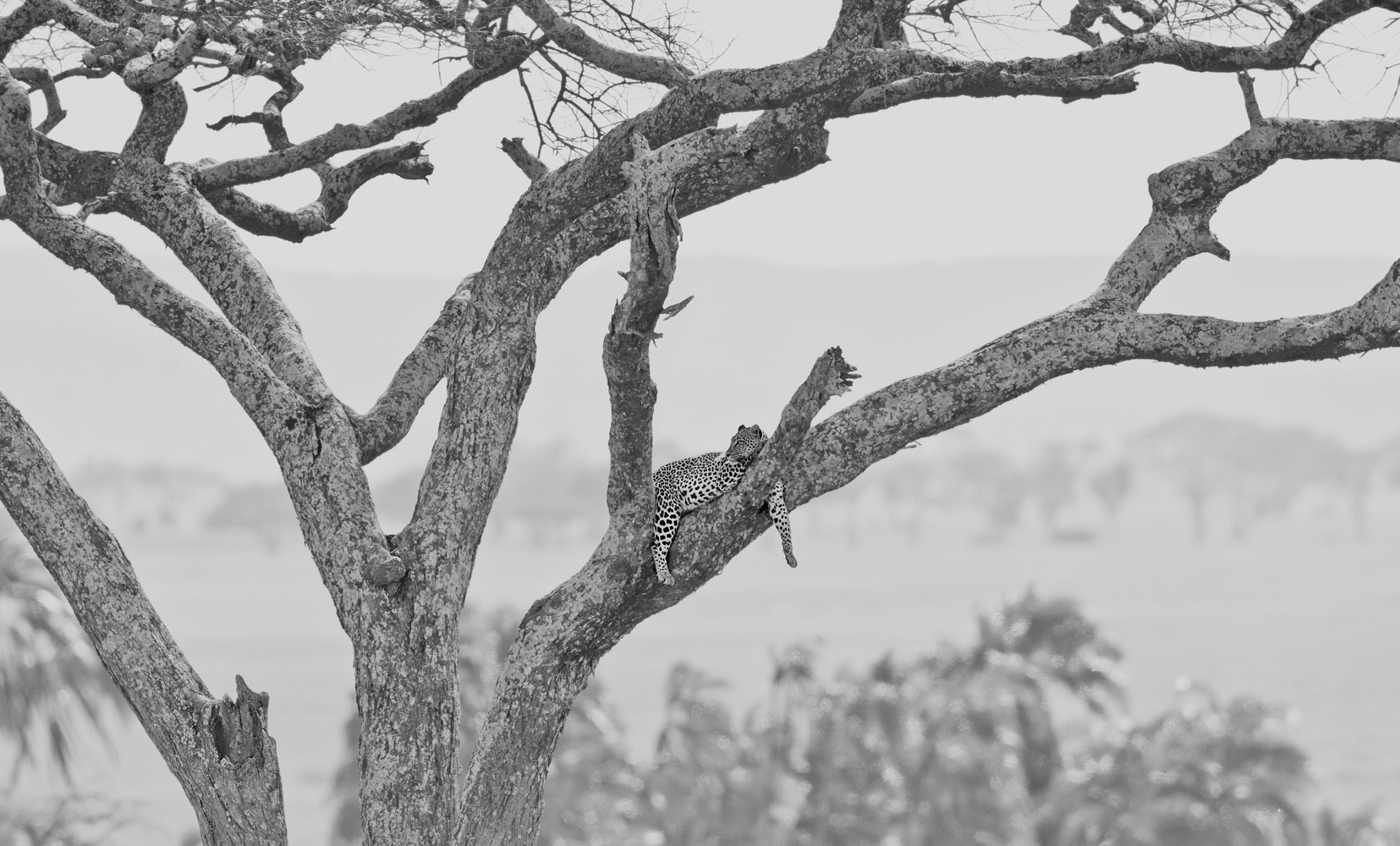 Leopard Lounging

2015. Serengeti Tanzania

48 x 34 inches